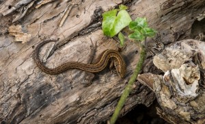 Common Lizard