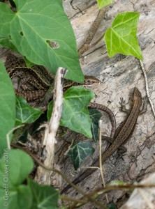 Common Lizard