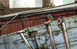 Kingfisher