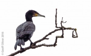 Cormorant