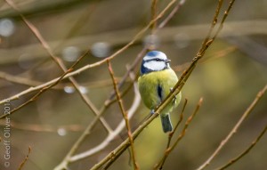 Blue Tit