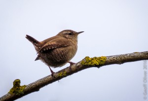 Wren    